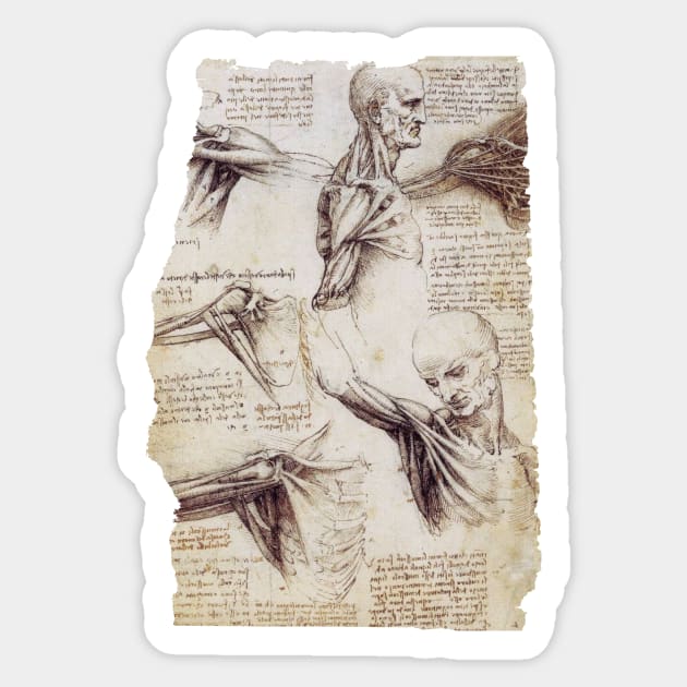 Leonardo Da Vinci Anatomical Drawings Sticker by Persona2